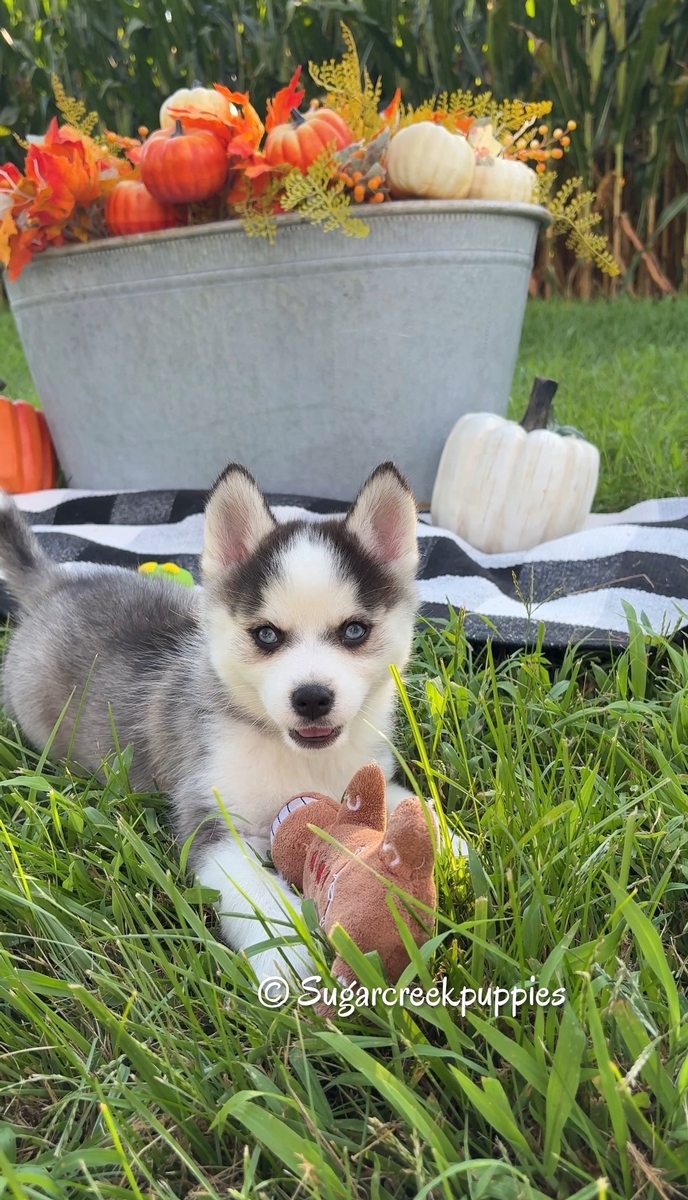 Nova